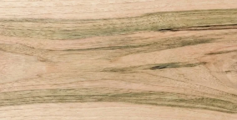 Venatura del Mango — Mangifera indica